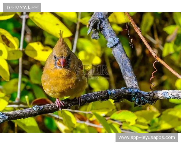 红雀防守端失误频频，主帅坦言压力山大，红雀时长